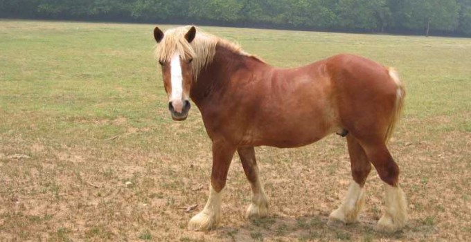 Nombre para caballo