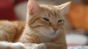 Nombres para gatos rubios que son populares