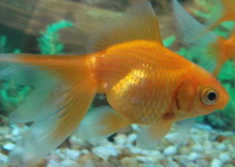 Nombre para peces naranjas