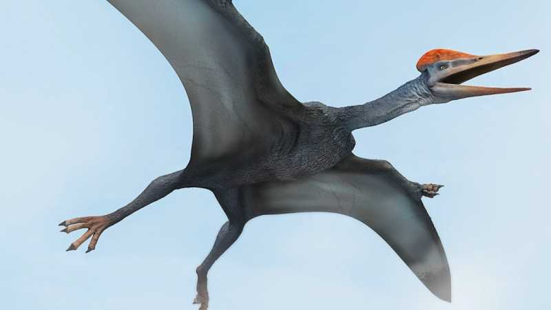 Nombres de dinosaurios voladores y sus características - Nombres para Todo
