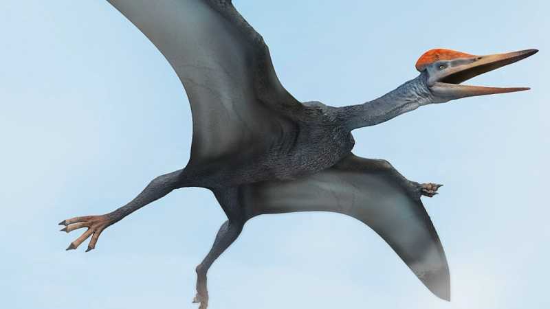 Nombres de dinosaurios voladores y sus características - Nombres para Todo Nombres de dinosaurios voladores y sus características - Nombres para Todo