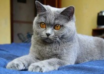 Nombre para gato gris