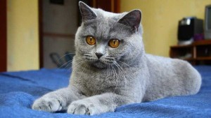 Nombre para gato gris