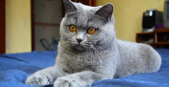 Nombre para gato gris