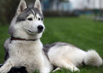 Nombres de Siberian Husky