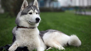 Nombres de Siberian Husky