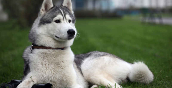 Nombres de Siberian Husky