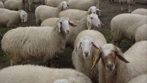 Nombres de razas de ovejas lecheras