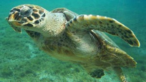 Nombres de tortugas marinas