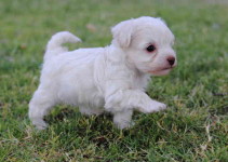 Nombres para perros raza french poodle