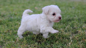 Nombres para perros raza french poodle