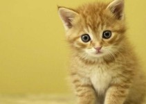 Nombres tiernos para gatos y su origen