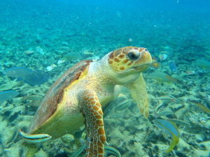 curiosidades-de-las-tortugas-marinas