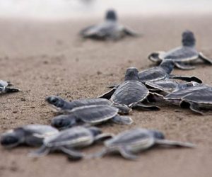 nombre-para-tortugas-marinas