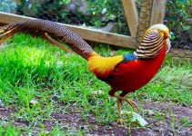 Nombre de aves exoticas del mundo