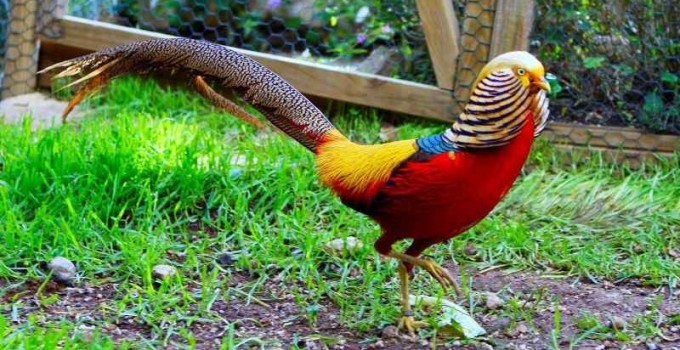 Nombre de aves exoticas del mundo