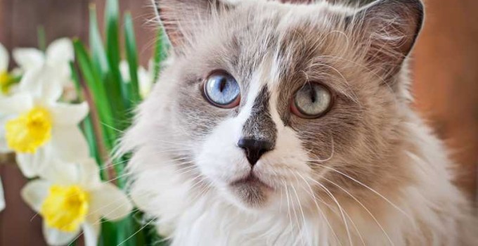 Razas de gatos de pelo largo