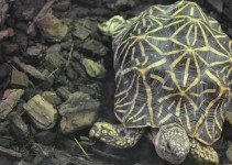 Tortugas de tierra especies