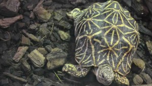 Tortugas de tierra especies