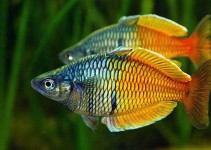 especies de peces tropicales