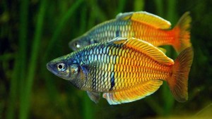 especies de peces tropicales