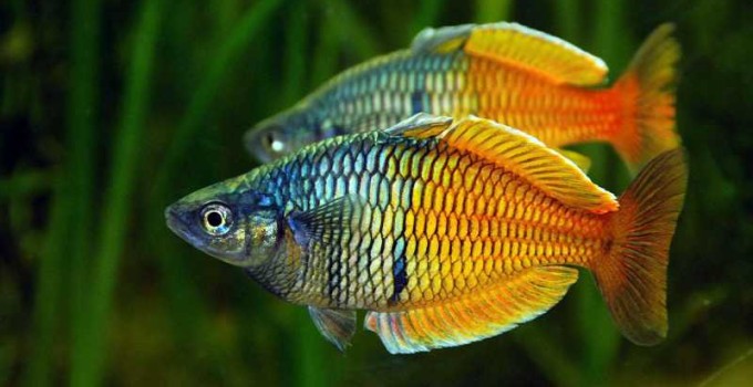 especies de peces tropicales