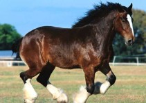 razas de caballos más grandes