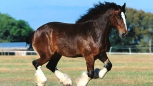 razas de caballos más grandes