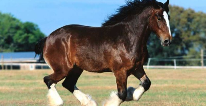 razas de caballos más grandes