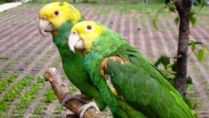 Nombre para aves hembras populares