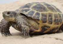 Nombres de tortugas terrestres y sus caracteristicas