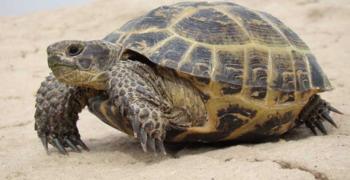 Nombres de tortugas terrestres y sus caracteristicas