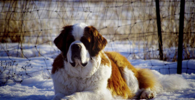 Nombres para perros grandes